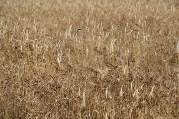 golden wheat in a farm field