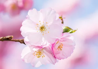 Tuinposter Kersenbloesem Pink cherry blossoms