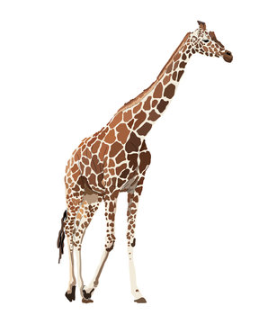 Vector image of giraffe