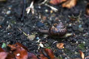 Snail on the earth