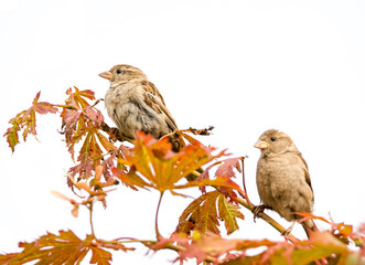 Sparrow couple