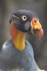 Portrait of a king vulture Sarcoramphus papa or Zopilote Rey