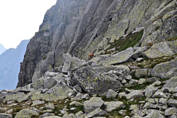 Kozica w Dolinie za Mnichem, Tatry Polskie © Marta