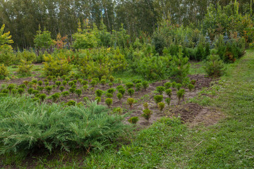 sales and Planting arborvitae in garden center