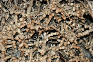 Gradierwerk in Bad Sooden-Allendorf