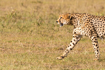 Naklejka premium Cheetah walking in grass