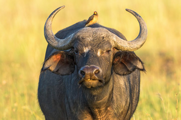 Naklejka premium African buffalo with a yellow-billed oxpecker on the back
