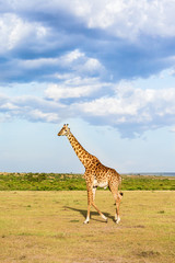 Giraffe walking in the grassland