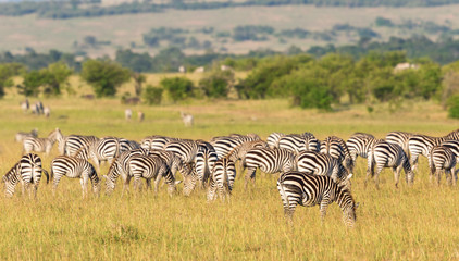 Zebras grazing on the savannah