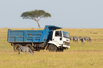 Truck driving on the savannah amongst wild animals