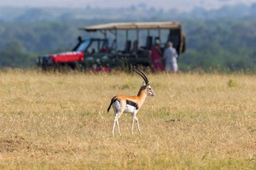 Thomson's gazelle on the savannah with a safari car in the background