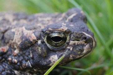 Toad - close-up view