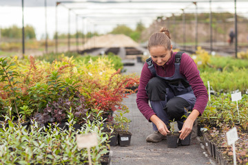 woman gardener transplants and rearranges potted plants,