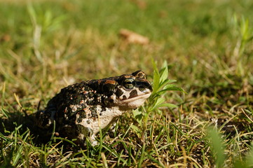 Toad in the grass with sunshine