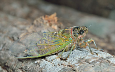 Cicada 3