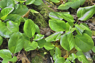 Medicinal herb bergenia (Bergenia pacifica) 5