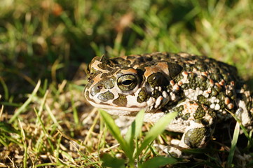 Toad in the grass with sunshine - close-up view