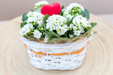 White Kalanchoe arrangement Valentines Flowers