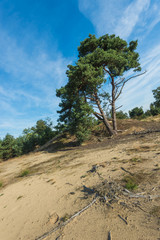 Fototapeta na wymiar Scotch fir trees in a sandy nature area