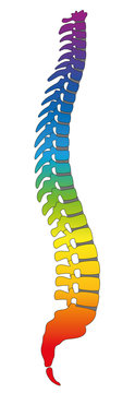 Backbone, rainbow colored human spine, as a symbol for healthy vertebras. Isolated vector illustration on white background.