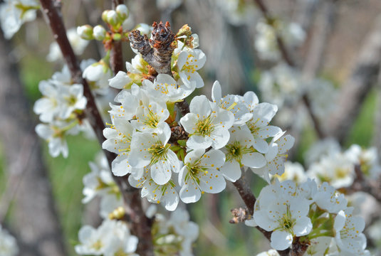 Flowers of plum 1