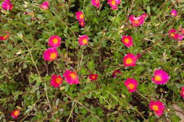 Obraz premium Ipomoea on the beach