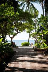 Fototapeta premium tropical garden and the road to sea beach