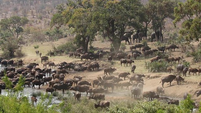 Large herd of African buffaloes (Syncerus caffer) gathering at a river to drink, Kruger National Park, South Africa
