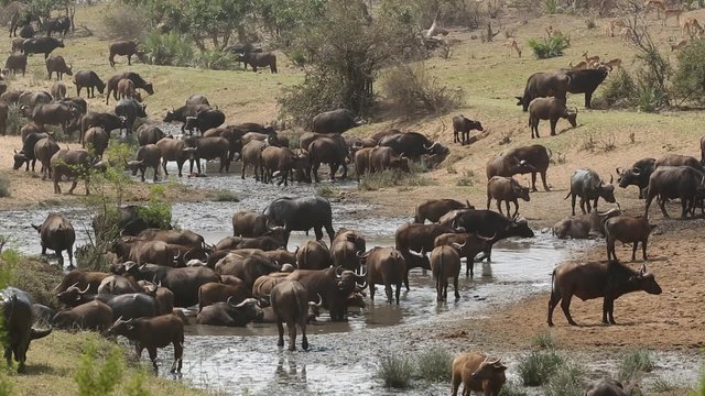 Large herd of African buffaloes (Syncerus caffer) gathering at a river to drink, Kruger National Park, South Africa