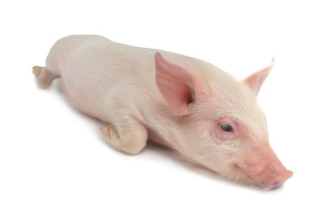 pig