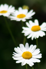 Obraz premium ромашки