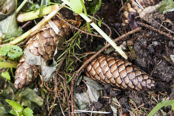 Fir-cones