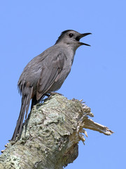 Gray Catbird on Branch