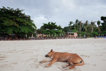 Beach of tropical island. The dog on sand, clouds. 