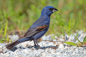 Male Blue Grosbeak Standing on Road