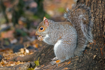 Eastern Gray Squirrel Eating nuts