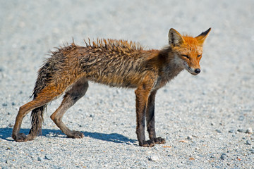 Wet Red Fox standing on the road
