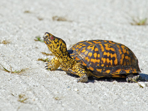 Box Turtle Crossing the Road