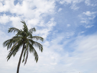 Fototapeta na wymiar Coconut Tree 5 - Coconut tree under white cloud and blue sky in the afternoon