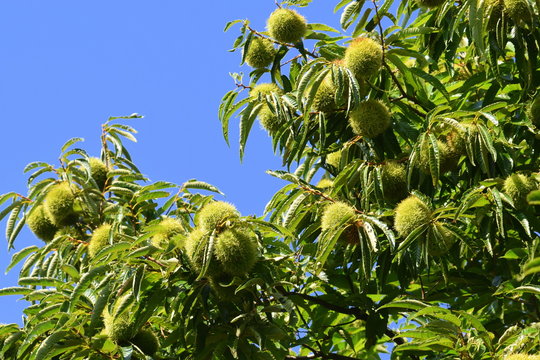 Tree of ripe chestnuts