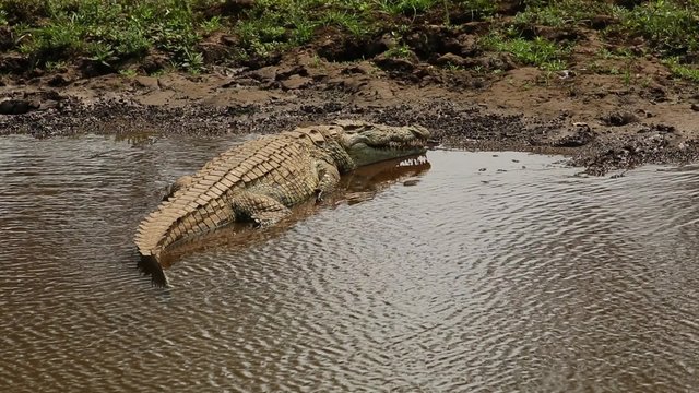 A Nile crocodile (Crocodylus niloticus) basking in the sun, Kruger National Park, South Africa