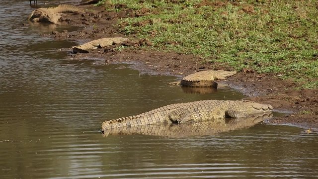 Nile crocodiles (Crocodylus niloticus) basking in the sun, Kruger National Park, South Africa
