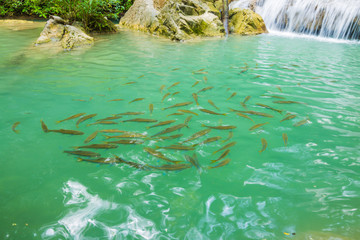 Jangle landscape with flowing turquoise water and fish of Erawan