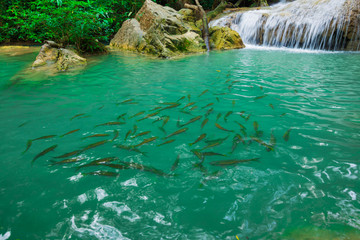 Green scene at Erawan Waterfall, Erawan National Park