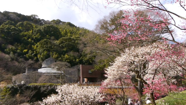 Pan/tilt shot of tourists walking among pink and white blossoms of ume/plum trees in Japanese Botanical Garden in Atami, Japan