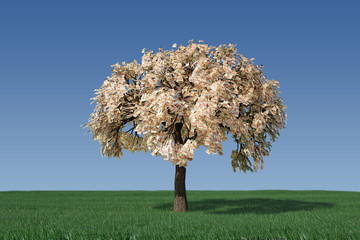 Money tree