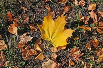 Maple Leaf Fall