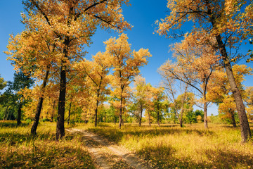 Sunny Day In Autumn Sunny Forest Trees, Green Grass. Nature Wood