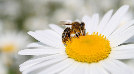 Obraz premium Abeille