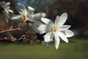 Naklejka na ściany i meble Beautiful magnolia flower. Retro photo. Creamy blossom of Magnolia tree. Delicate magnolia flower. Spring flowers in the Botanical Garden, Riga, Latvia.